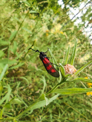 Zygaena viciae