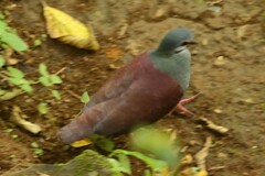 Zentrygon costaricensis