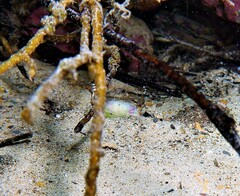 Ancylomenes aesopius