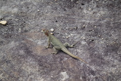 Oplurus quadrimaculatus