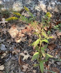 Solidago delicatula