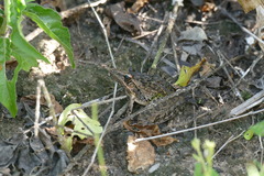 Ptychadena oxyrhynchus