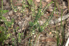 Melichrus urceolatus