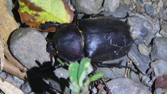 Trypoxylus dichotomus tsunobosonis