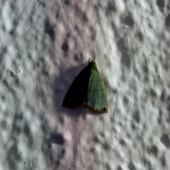 Chloriola gratissima