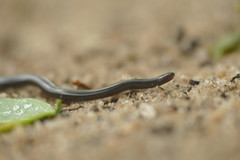 Leptotyphlops macrops