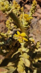 Verbascum sinaiticum
