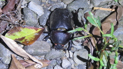 Trypoxylus dichotomus tsunobosonis
