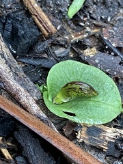 Corybas diemenicus