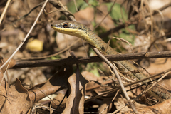 Psammophis orientalis