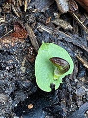 Corybas diemenicus