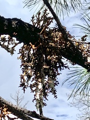 Arceuthobium vaginatum