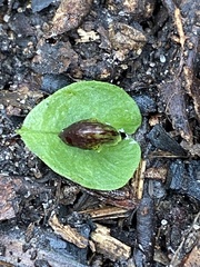 Corybas diemenicus