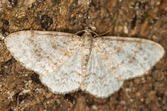 Hydrelia sylvata