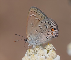 Satyrium behrii