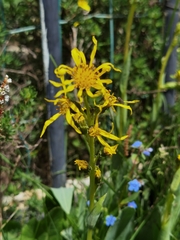 Ligularia virgaurea