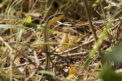 Psammophis orientalis