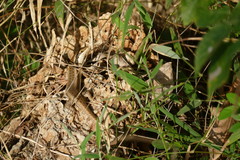 Psammophis orientalis