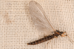 Paraleptophlebia debilis