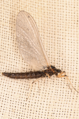 Paraleptophlebia debilis
