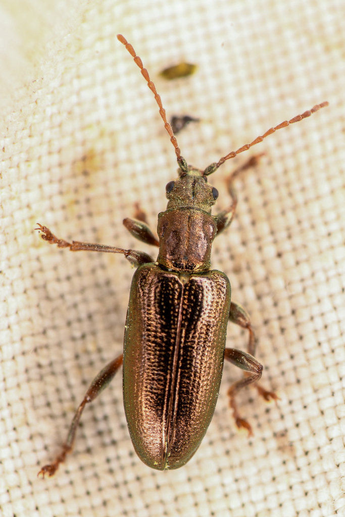 Long-necked reed beetle