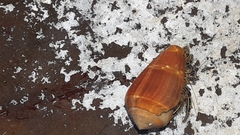 Clibanarius eurysternus