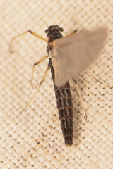 Paraleptophlebia debilis