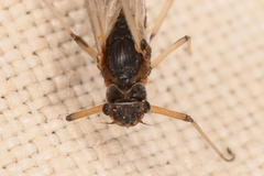 Paraleptophlebia debilis
