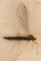 Paraleptophlebia debilis
