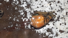 Clibanarius eurysternus