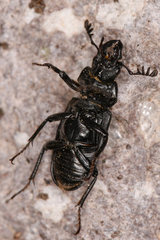Platycerus marginalis
