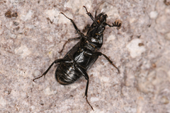 Platycerus marginalis