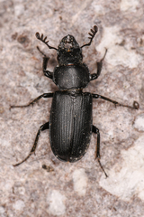 Platycerus marginalis