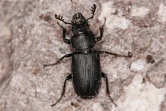 Platycerus marginalis