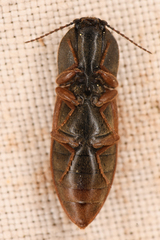 Prosternon bombycinum