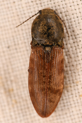 Prosternon bombycinum