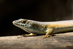 Trachylepis maculilabris