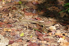 Psammophis orientalis