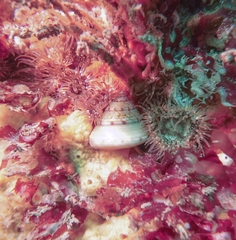 Calliostoma zizyphinum