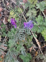 Vicia cracca