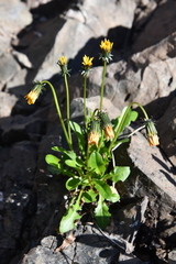 Taraxacum glabrum