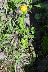 Trollius sibiricus