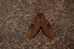 Xylophylla punctifascia