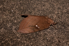 Xylophylla punctifascia