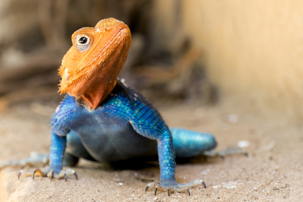 Kenyan Rock Agama