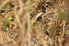 Gerrhosaurus flavigularis