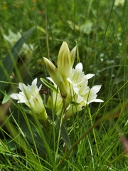Gentiana straminea