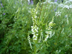 Melilotus albus image