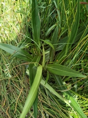 Gentiana straminea