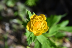 Trollius sibiricus